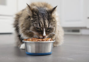 Houses and More donates food for pets
